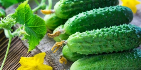 Ecole krastavac f1: opis + recenzije